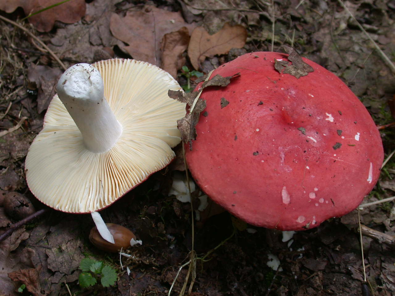 Russula pseudointegra ....